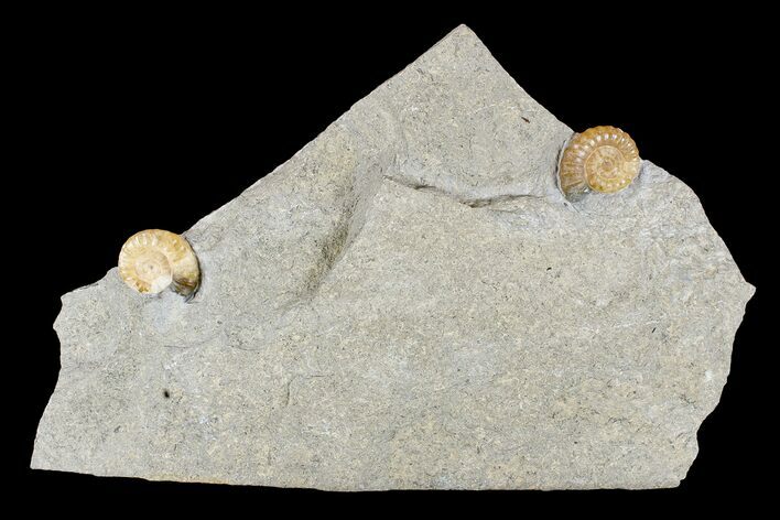 Two Fossil Ammonites (Promicroceras) - Lyme Regis #166650